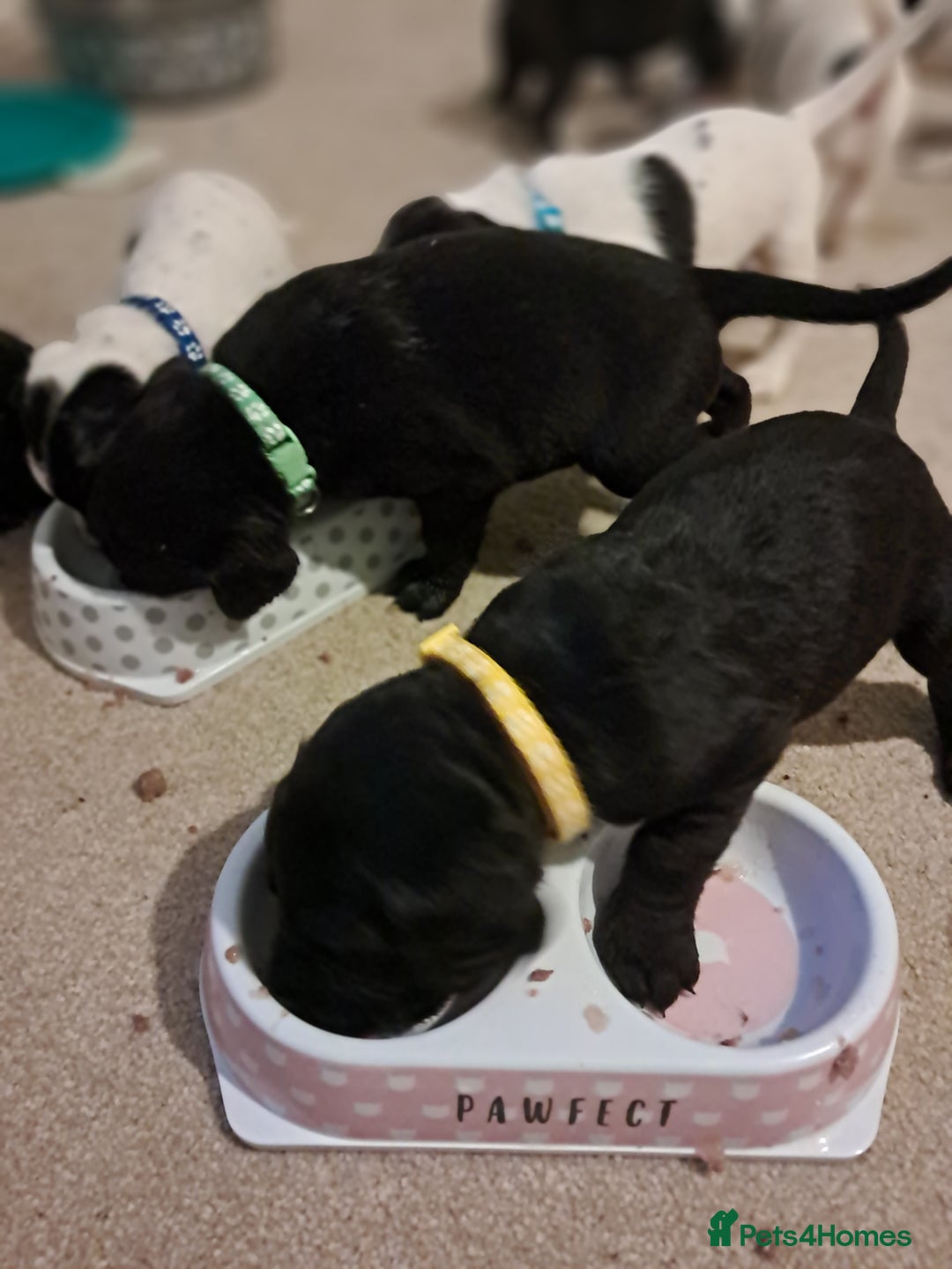 Mixed Breed dogs for sale: Splurcherpoo puppys - Image 6