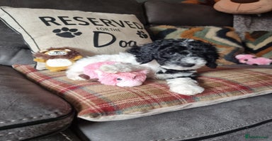 Mixed Breed dogs - Advert 2