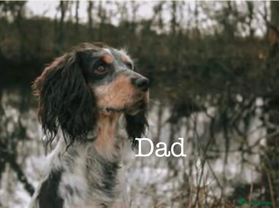 Cocker Spaniel dogs for sale: Black Cocker Spaniel male  - Advert 5