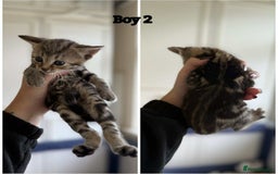 Domestic Shorthair cats for sale: Kittens - Image 3