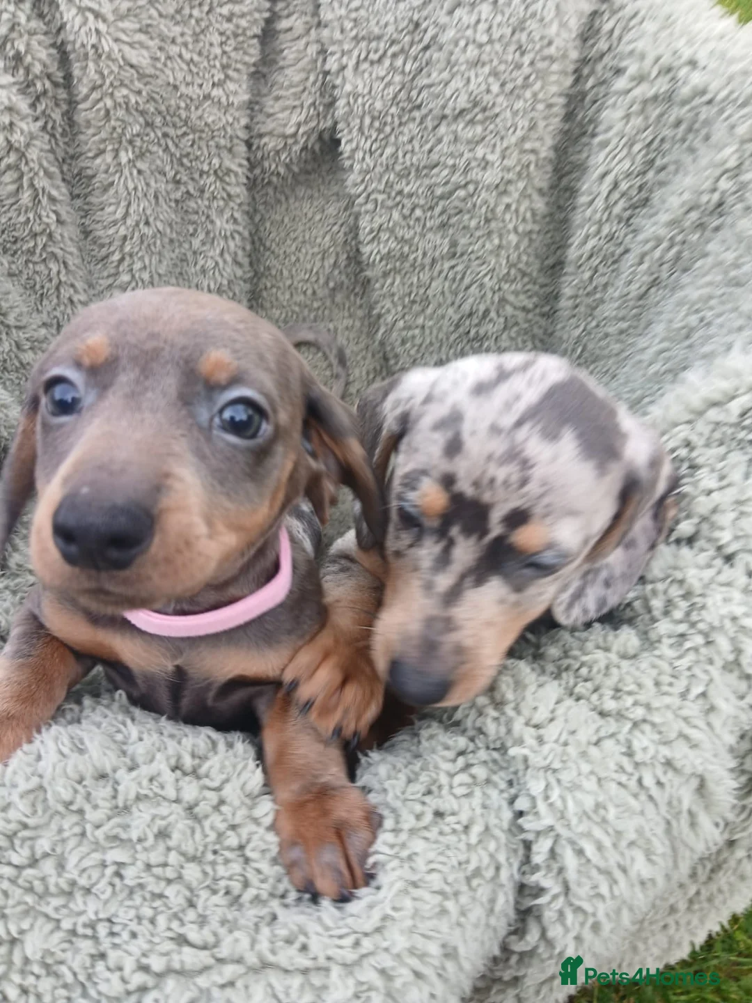 Miniature Dachshund dogs for sale: miniature dachshund puppies  - Advert 12