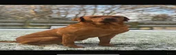 Labrador Retriever dogs for sale: Fox Red Labrador puppies with working lines in Horsham - Advert 2