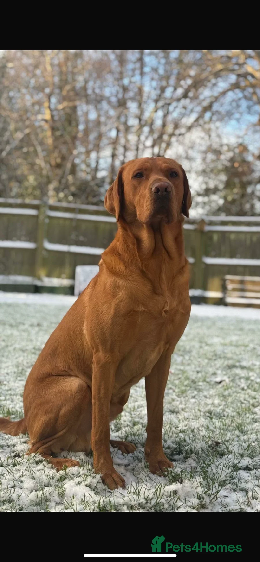 Labrador Retriever dogs for sale: Fox Red Labrador puppies with working lines in Horsham - Advert 2