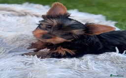 Yorkshire Terrier dogs for sale: Last girl ready🥰 Pedigree Yorkshire Terrier Puppy - Image 38