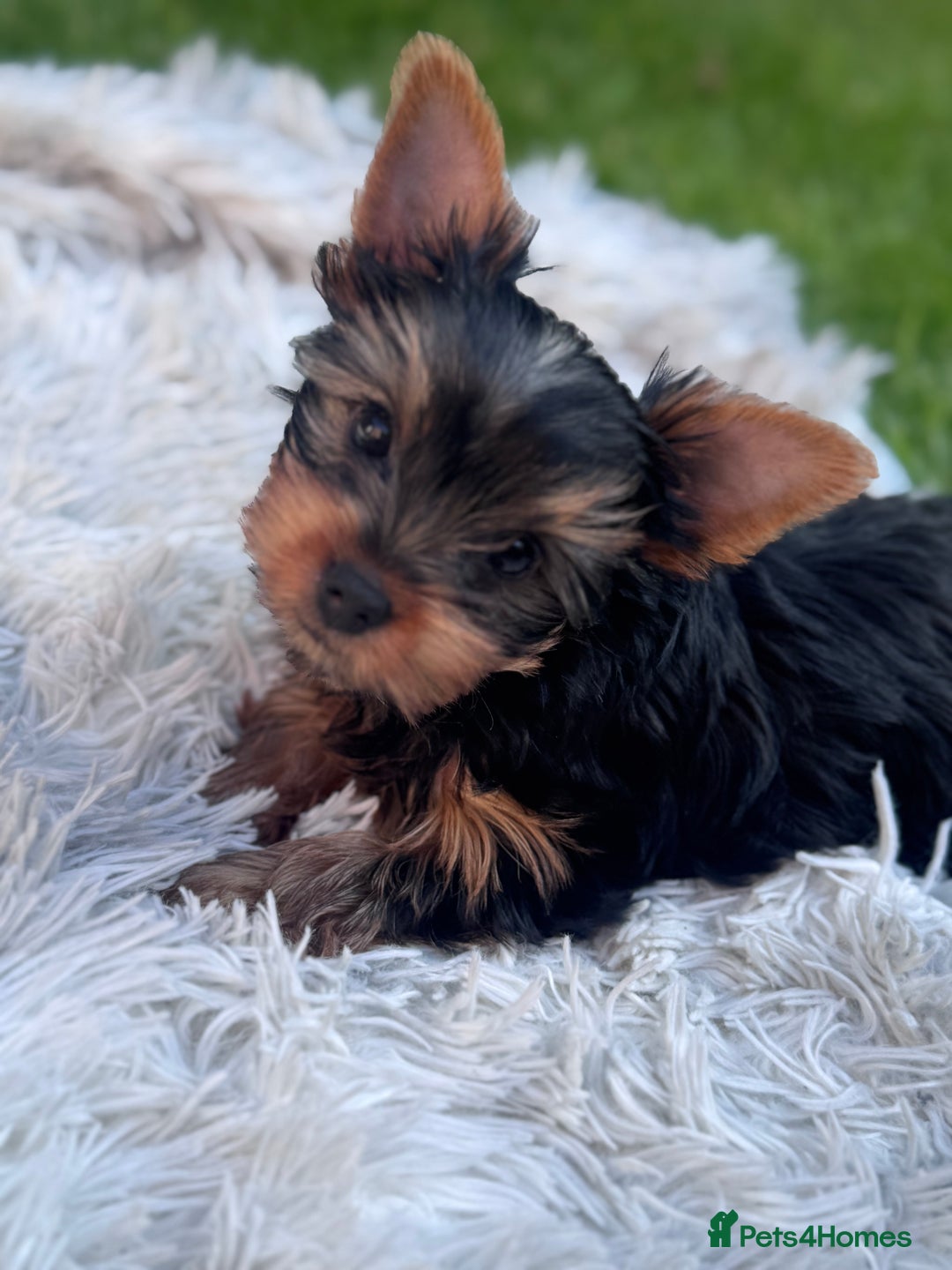 Yorkshire Terrier dogs for sale: Last girl ready🥰 Pedigree Yorkshire Terrier Puppy - Image 38