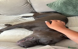 Staffordshire Bull Terrier dogs for sale: Staffy needing home  - Image 6