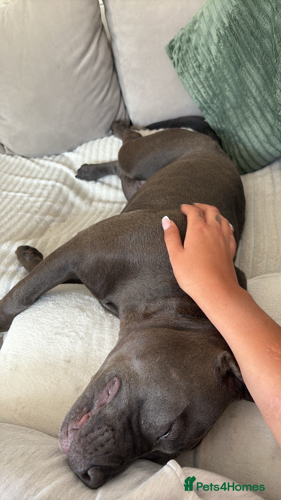 Staffordshire Bull Terrier dogs for sale: Staffy needing home  - Image 6