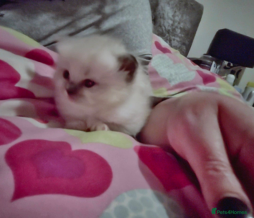 Mixed Breed cats for sale: 🎊RESERVED🎊💖Pure Blue-point mitted Ragdoll ♀️💖 - Image 9