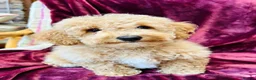 Poochon dogs for sale: Beautiful F1 Poochon puppies - Advert 5