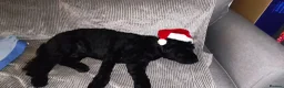 Labradoodle dogs for sale: Labradoodle in Bodmin - Advert 4