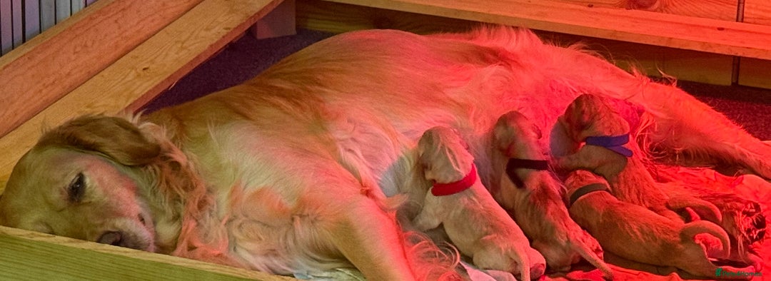 Goldador dogs for sale: Adorable Goldador Puppies - Ready 12th Feb - Advert 7