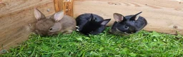 Mixed Breed rabbits for sale: Adorable Bunniesfor Sale! - Advert 1