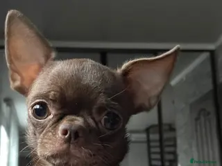 Chihuahua dogs Chihuahua girl chocolate small size - Advert 1