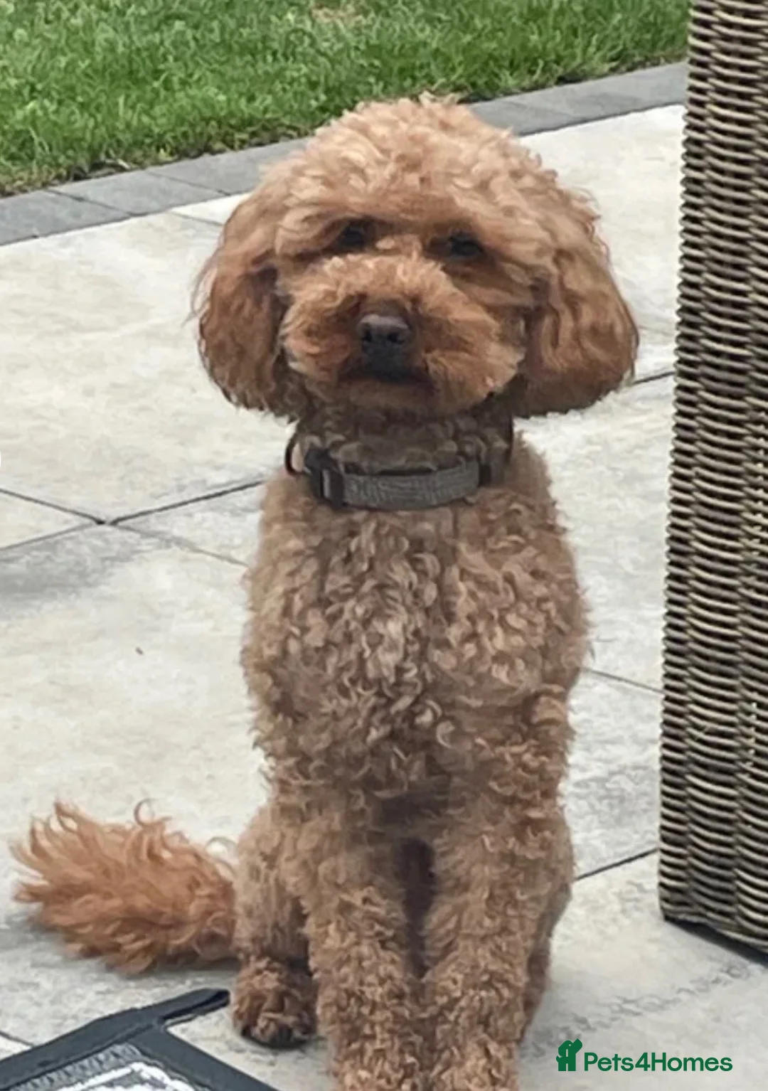 Miniature Poodle dogs for sale: Two female apricot miniature poodles  - Advert 17