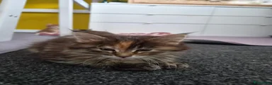 Maine Coon 4