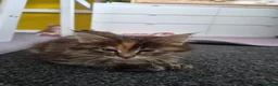Maine Coon cats for sale: 5 Beautiful Maine Coon Kittens  - Advert 8