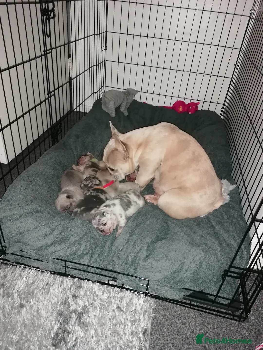 French Bulldog dogs for sale: French Bulldog puppies  - Advert 9