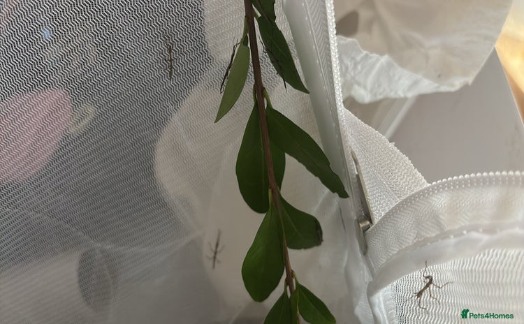Stick Insects invertebrates - Advert 11