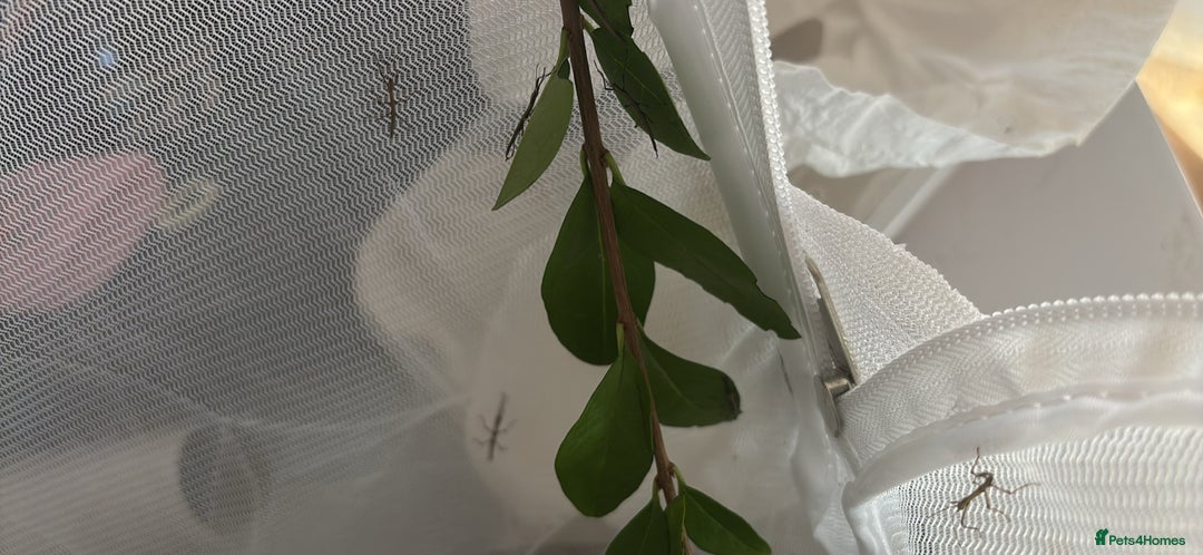 Stick Insects invertebrates for sale: Indian stick insects - Image 1