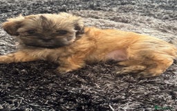Shih Tzu dogs for sale: Shih tzu  - Image 36