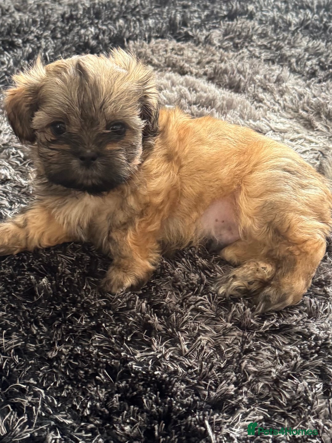 Shih Tzu dogs for sale: Shih tzu  - Image 36