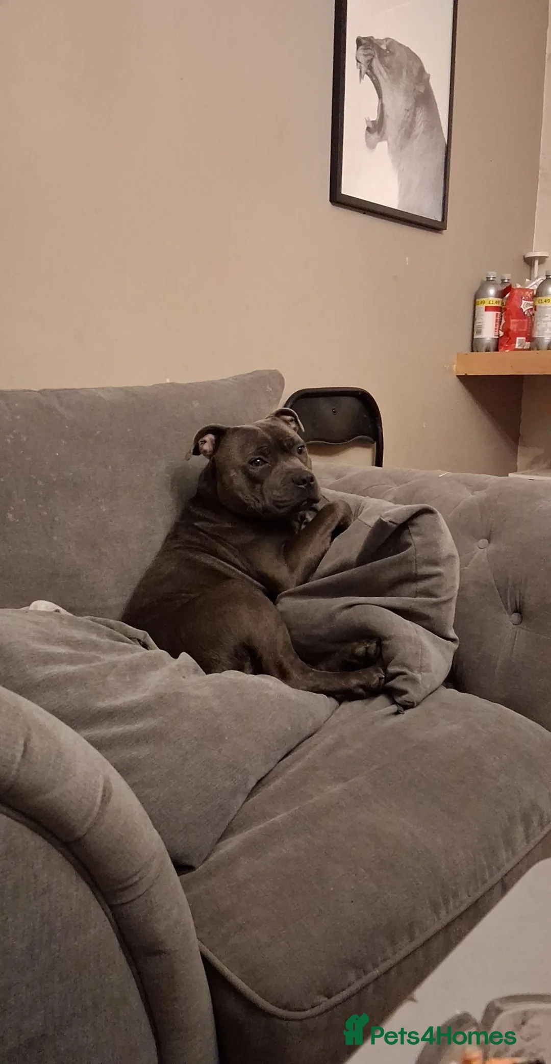 Staffordshire Bull Terrier dogs for sale: Male Blue staffy Troy - Advert 4