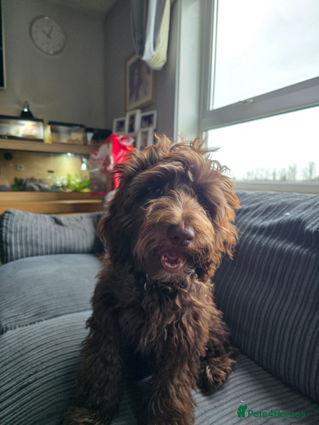 Mixed Breed dogs for sale: 6 month old Labradoodle Pup - Advert 3