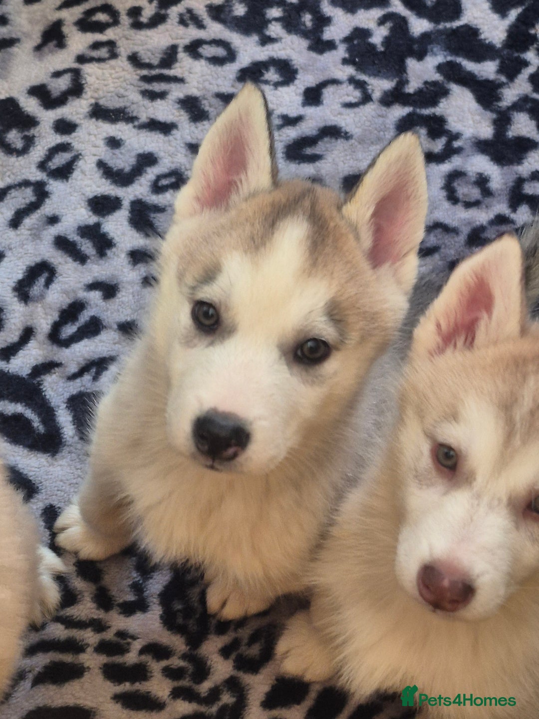 Alaskan Malamute dogs for sale: Beautiful husky malmute puppies ready NOW  - Advert 18