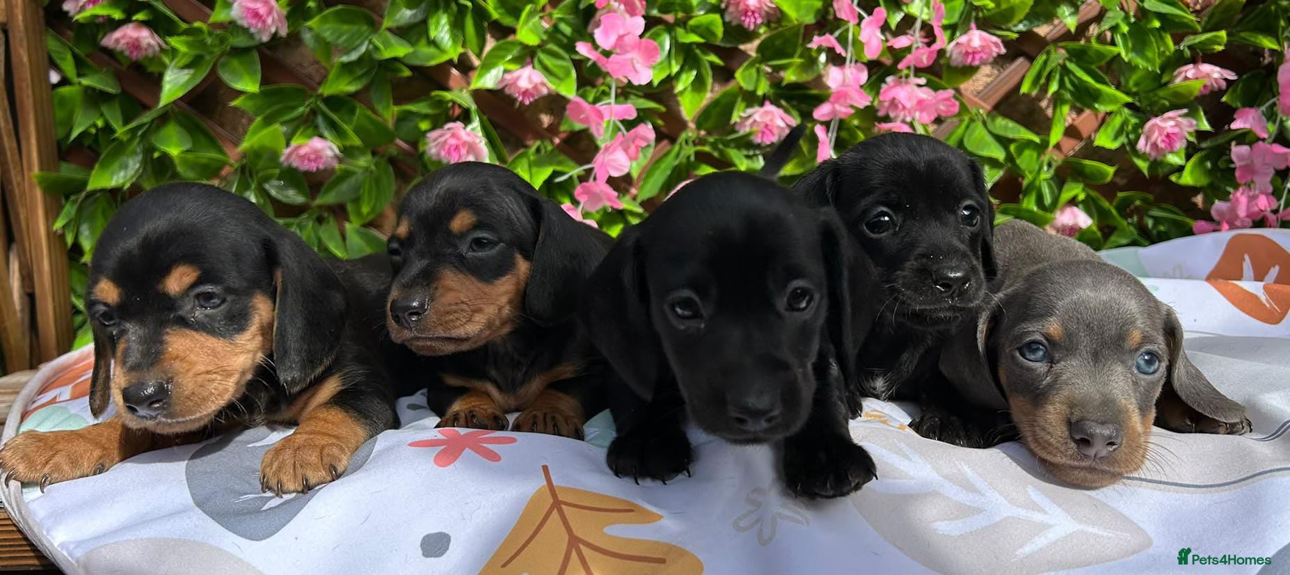 Miniature Dachshund dogs BEAUTIFUL QUALITY MINIATURE DAXI KC PRA CLEAR - Advert 1