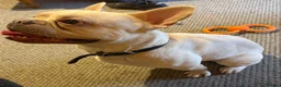 French Bulldog dogs for sale: French bulldog for new home in Sudbury - Advert 1