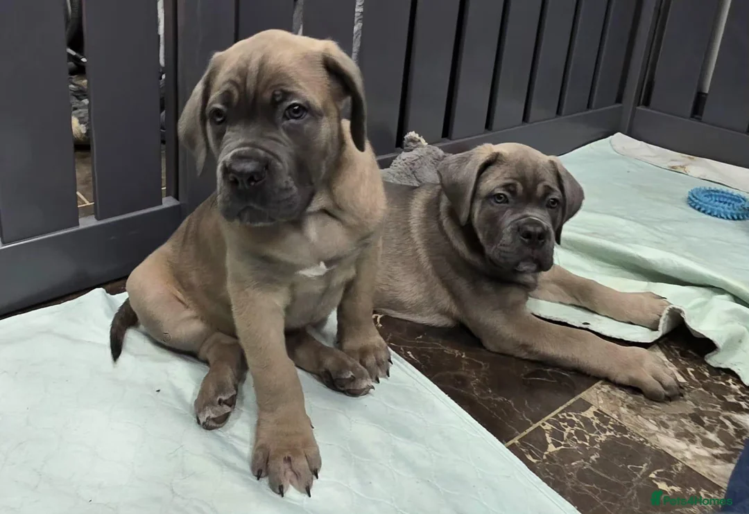 Cane Corso dogs for sale: Excellent Bloodline Cane Corso Puppies for Sale - Advert 1