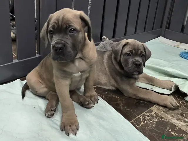 Cane Corso dogs for sale: Excellent Bloodline Cane Corso Puppies for Sale - Advert 1