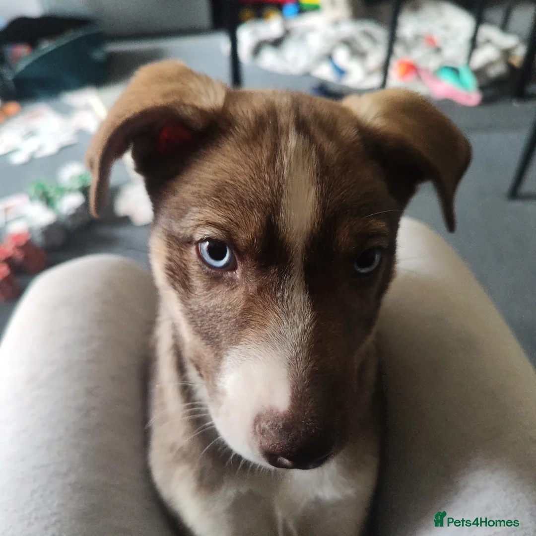 Mixed Breed dogs for sale: Beautiful female husky mix puppy - Advert 6