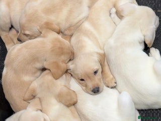 Labrador Retriever dogs 9 week old Labrador Puppies, - Advert 1