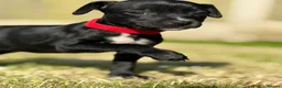Mixed Breed dogs for sale: Staffy cross Spreagle - Advert 12