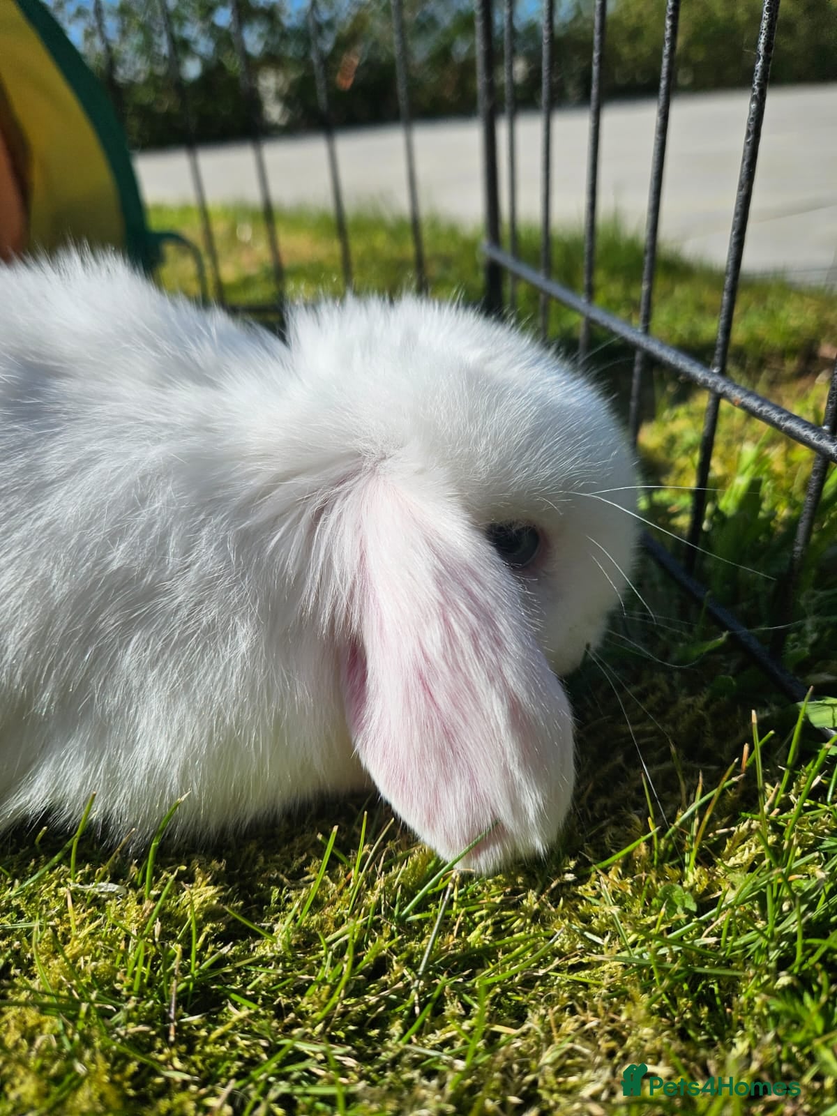 Mini Lop rabbits 🤎Gorgeous Purebred mini lops 🤎 - Advert 1
