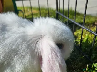 Mini Lop rabbits 🤎Gorgeous Purebred mini lops 🤎 - Advert 1