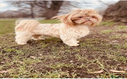 Shih Tzu dogs for sale: NEW Beautiful shih tzu puppies!!  - Image 19