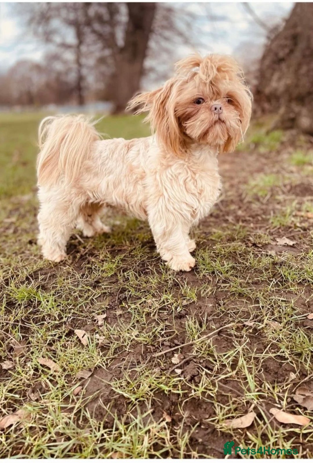 Shih Tzu dogs for sale: NEW Beautiful shih tzu puppies!!  - Image 19