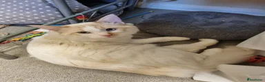 Ragdoll Kitten 2