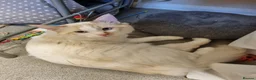 Ragdoll cats for sale: Flame point ragdoll boy  - Advert 6