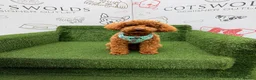 Toy Poodle dogs for stud: Toffee - Advert 1