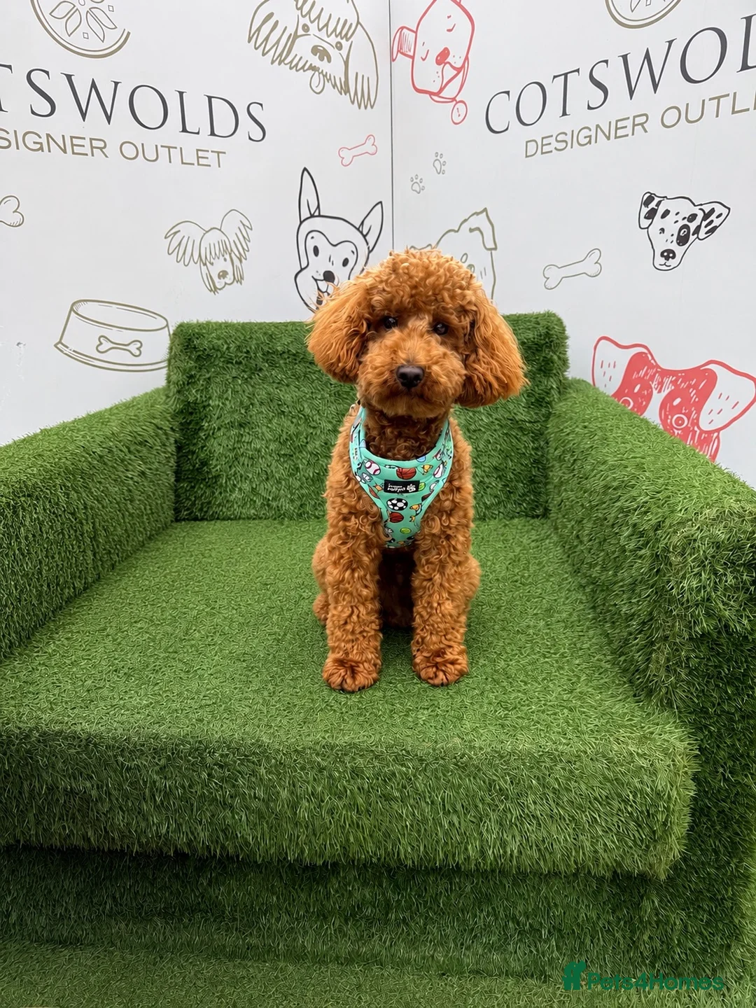 Toy Poodle dogs for stud: Toffee - Advert 1