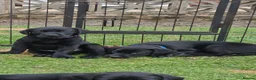 Labrador Retriever dogs for sale: Last male pup! Stunning KC Registered working lab. - Advert 2