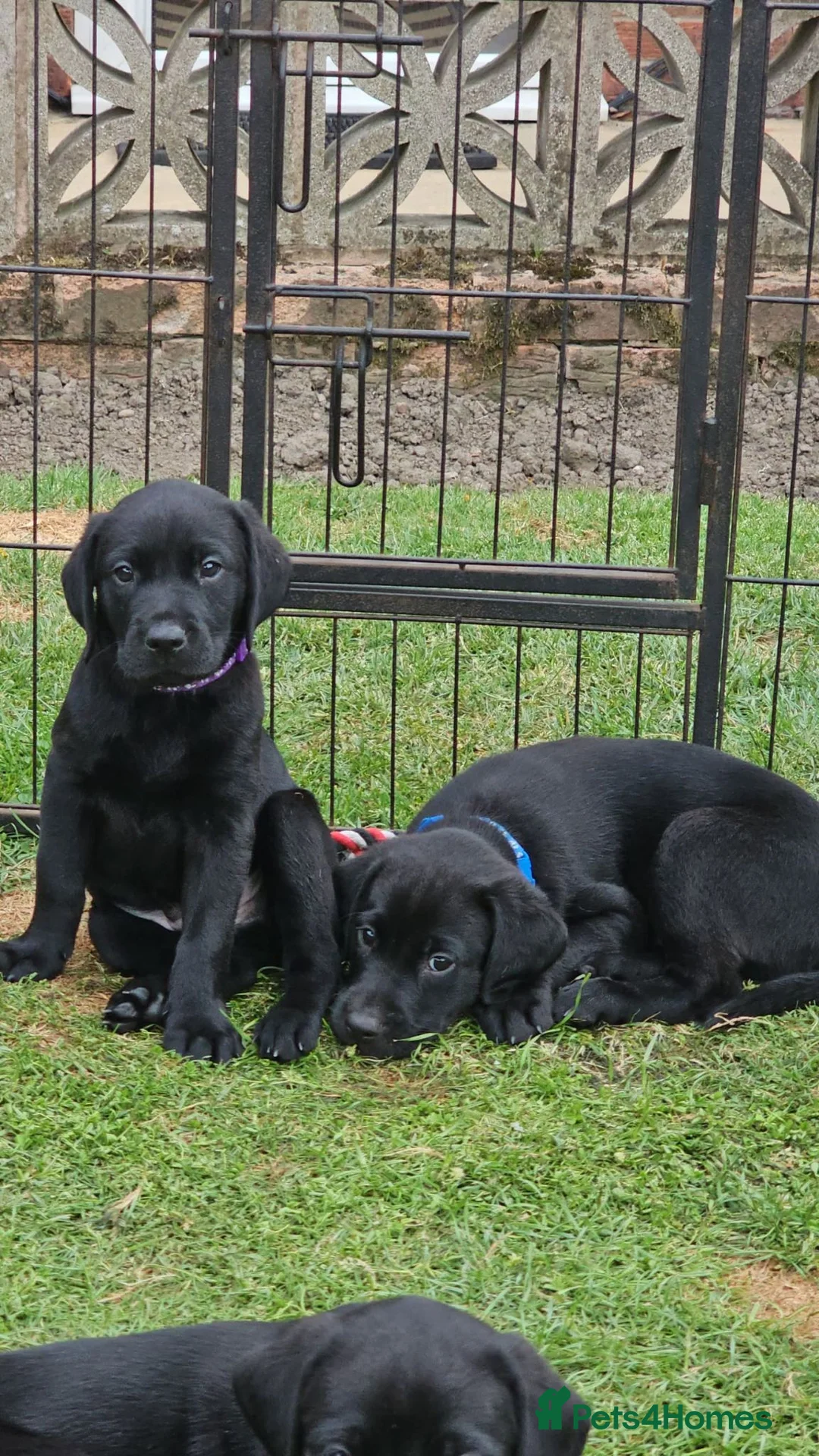 Labrador Retriever dogs for sale: Last male pup! Stunning KC Registered working lab. - Advert 2