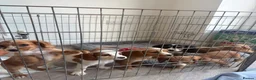 Cocker Spaniel dogs for sale: Outstanding cocker spaniel puppies - Advert 9