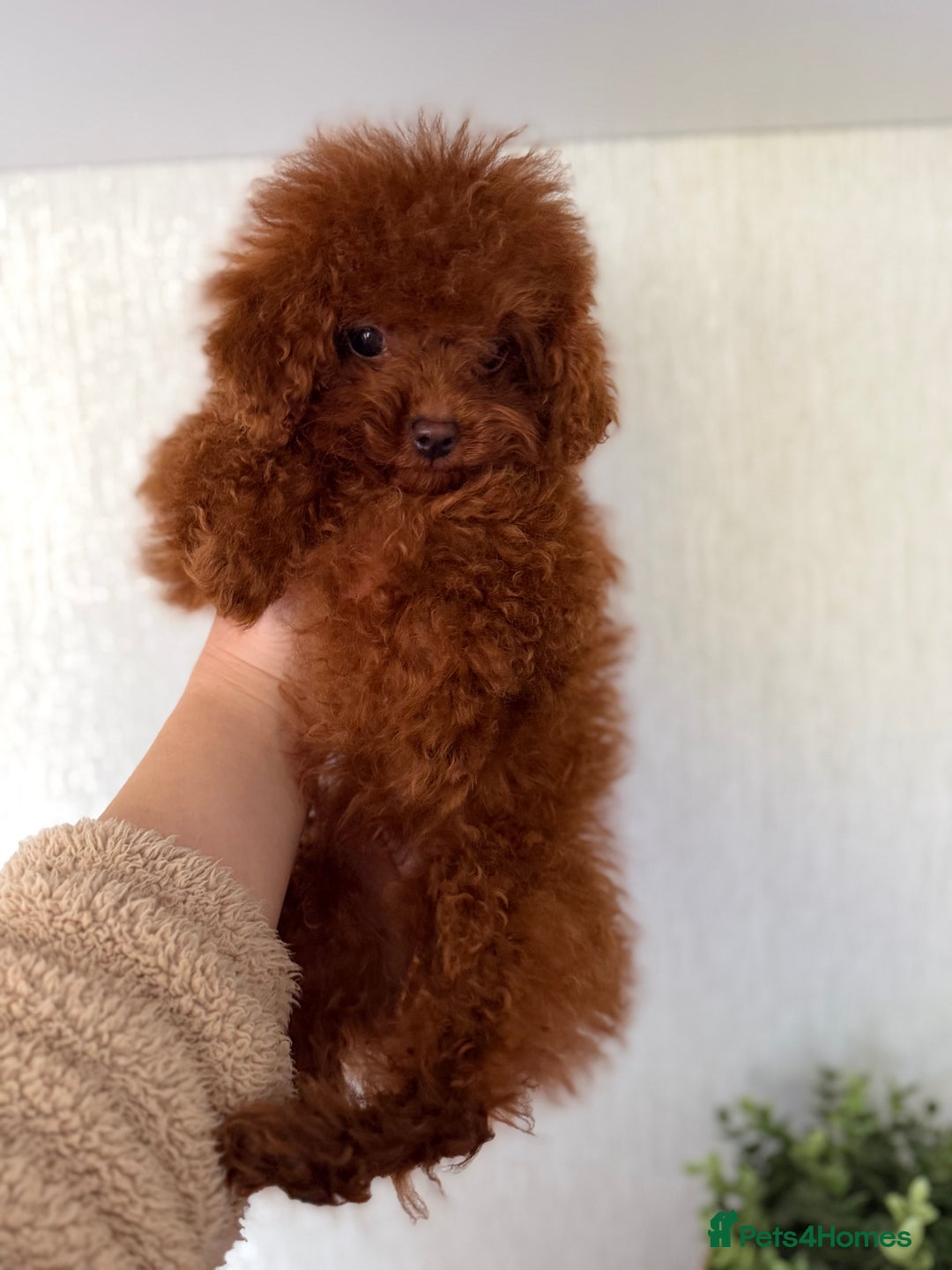 Poodle dogs for sale: Stunning Asian poodle boy for sale  - Advert 14