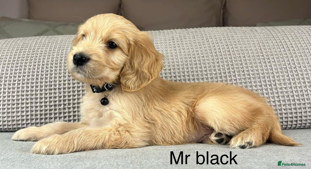Goldendoodle dogs for sale: Hereditary clear mum. Fully hip elbow and DNA Dad. - Image 11