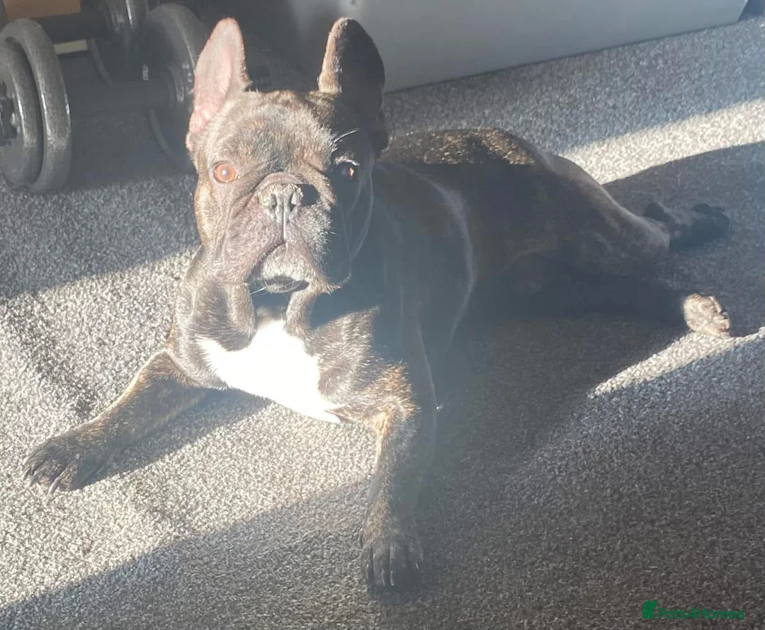 French Bulldog dogs for sale: Male French Bulldog  - Advert 8