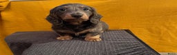 Miniature Dachshund dogs for sale: 4 miniature dachshund pups - Advert 1